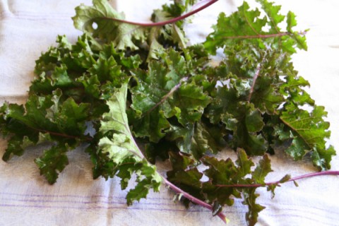 Redbor kale