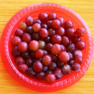 frozen grapes for Yonanas