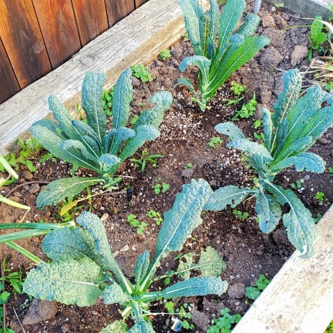 Tuscan kale growing in ShockinglyDelicious backyard