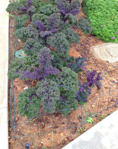 Redbor kale in the parkway