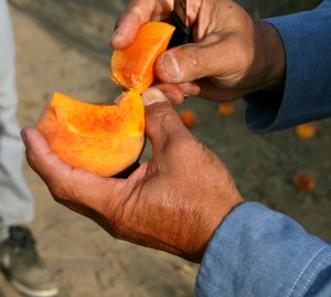 Mas Masumoto cutting open an Elberta peach