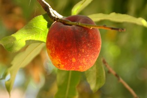 LeGrande Nectarine at Masumoto Farms on ShockinglyDelicious.com