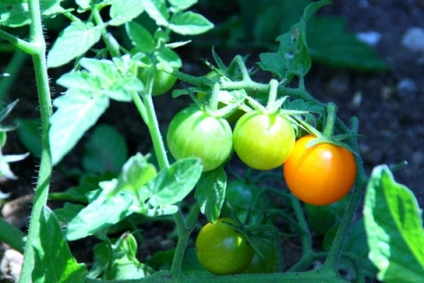 Cherry tomatoes growing in the back yard