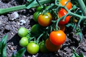 Cherry tomatoes in backyard