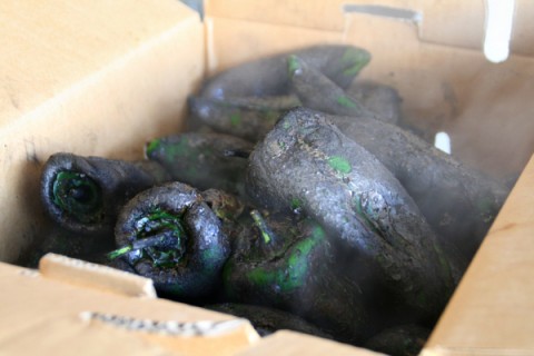 Hatch chiles steaming after roasting