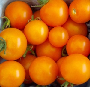 Sungold cherry tomatoes
