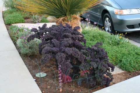 Grow kale in your front parkway