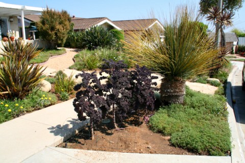 Redbor kale in the front parkway