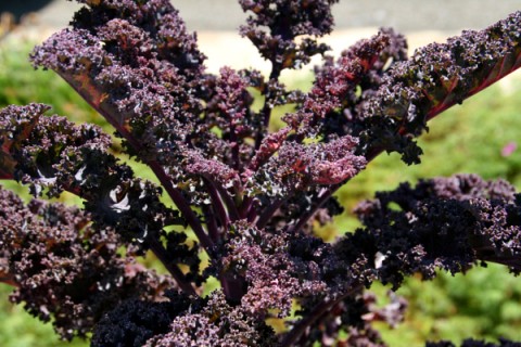 Growing Kale in Your Front Yard
