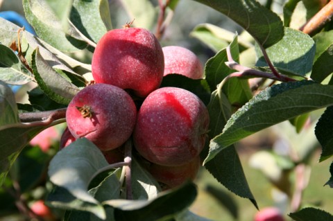 Surround Kaolin Clay used on Crimson Gold apples