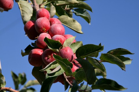 Crimson Gold Apples -- Tiny Tasty Treats