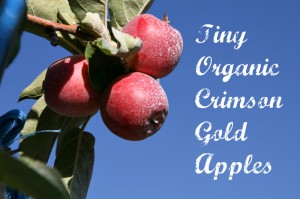 Organic Crimson Gold apples. Read about them here: https://www.shockinglydelicious.com/crimson-gold-apples-a-tiny-tasty-treat/