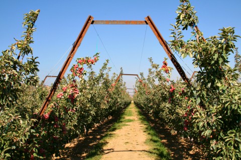 Organic Crimson Gold apples growing on V trellises