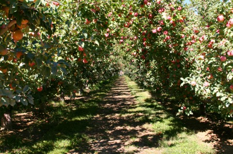 Cuyama Orchards apple orchard