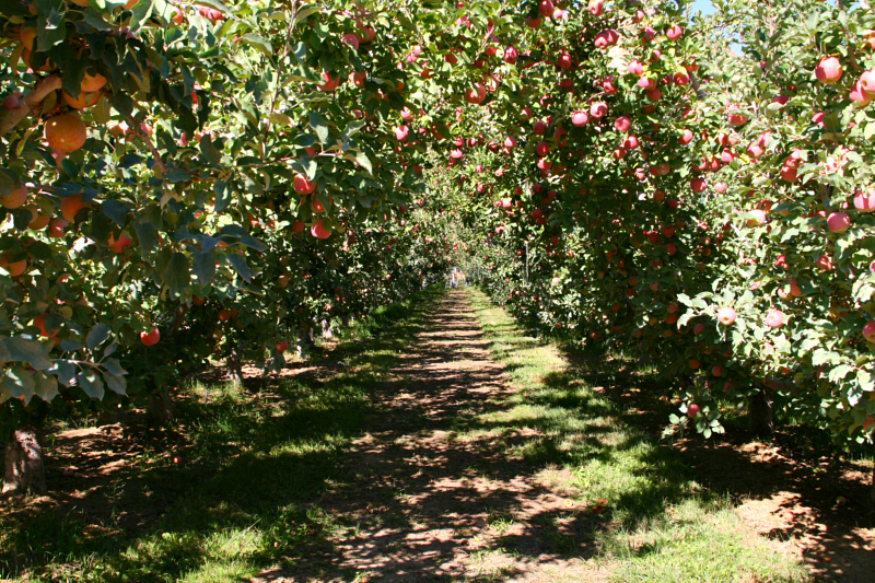 Apple (Gala) [Cuyama Orchards] - FarmShoppr