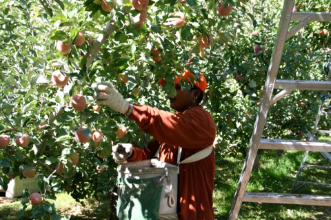 Picking Crimson Gold apples at Cayuma Orchards