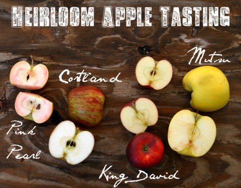 Heirloom Apple Tasting