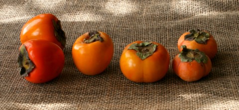 Introducing 4 Persimmons Varieties: https://www.shockinglydelicious.com/?p=10539