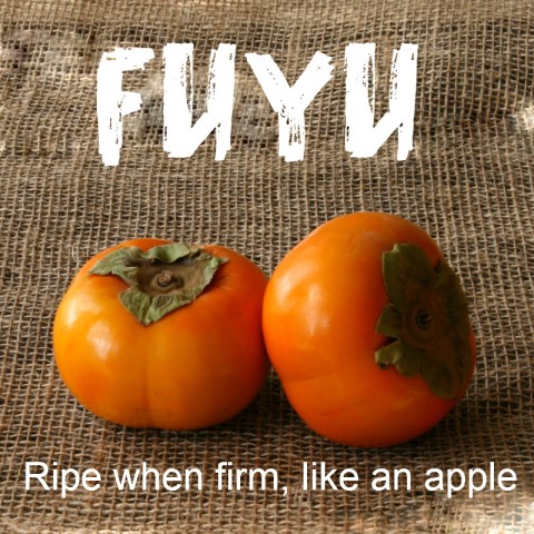 Fuyu Persimmon: https://www.shockinglydelicious.com/?p=10539