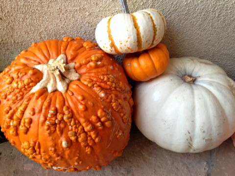 Happy Thanksgiving -- Pumpkin Quartet