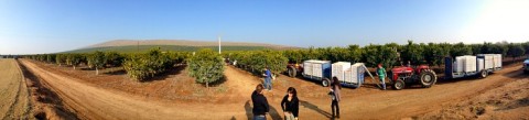 Sumo Citrus field panorama on Shockingly Delicious