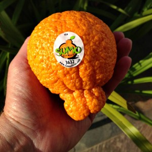 Sumo Citrus with sticker on Shockingly Delicious