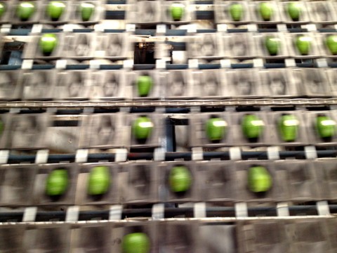 Avocados on the sizing machine at Mission Produce on Shockingly Delicious