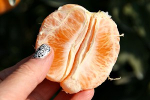 Sumo Citrus in hand on Shockingly Delicious