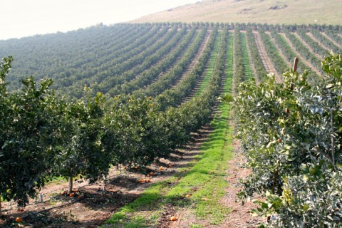 Sumo Citrus groves on Shockingly Delicious