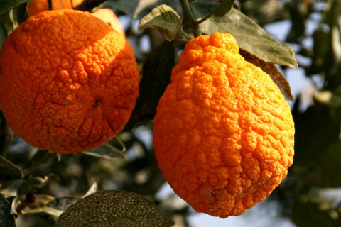 Sumo Citrus pair on Shockingly Delicious