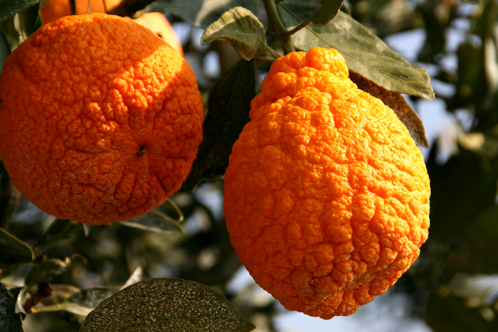 Sumo Oranges Are Easy to Peel and Sweeter Than Clementines