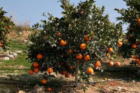 Sumo Citrus tree on Shockingly Delicious