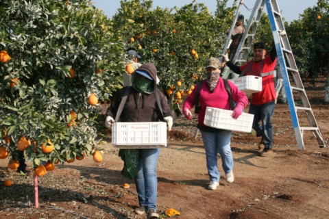 Sumo Citrus picking in the Central Valley on Shockingly Delicious