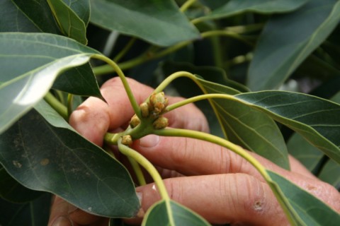 Pinkerton Farm avocado bud on Shockingly Delicious