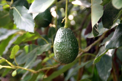 California Avocados on Shockingly Delicious