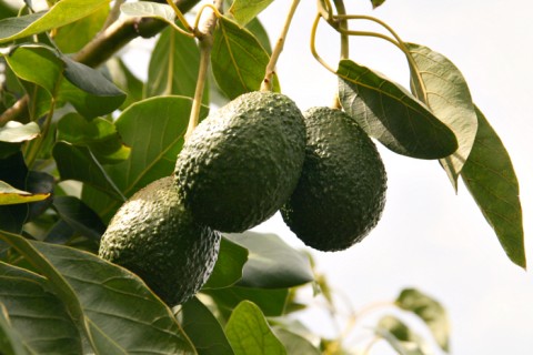 California Avocados on Shockingly Delicious