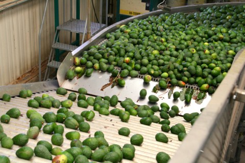 Avocados on the line at Mission Packing on Shockingly Delicious