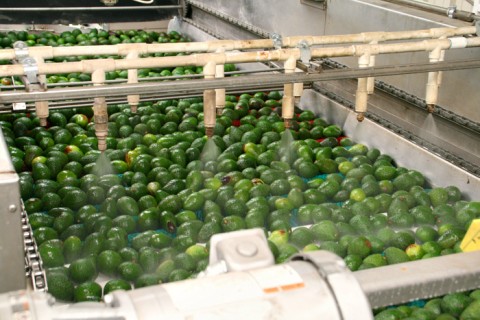 Avocados being washed and waxed at Mission Packing on Shockingly Delicious