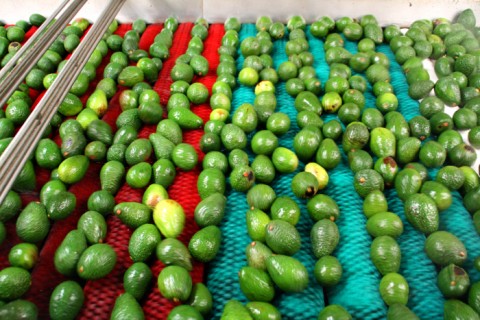 Avocados on the processing line at Mission Produce on Shockingly Delicious