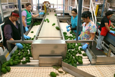 Avocados culled on the line at Mission Produce on Shockingly Delicious