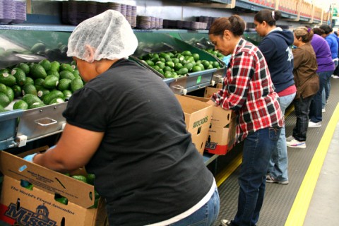 Avocados packed in boxes at Mission Produce on Shockingly Delicious