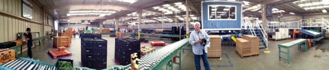 Packing line panorama at Mission Produce on Shockingly Delicious