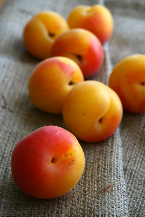 Golden Velvet Apricots on Shockingly Delicious