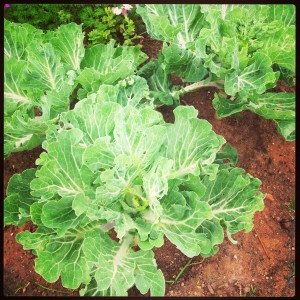 Kale in front parkway on Shockingly Delicious