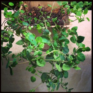 Oregano from my garden on Shockingly Delicious