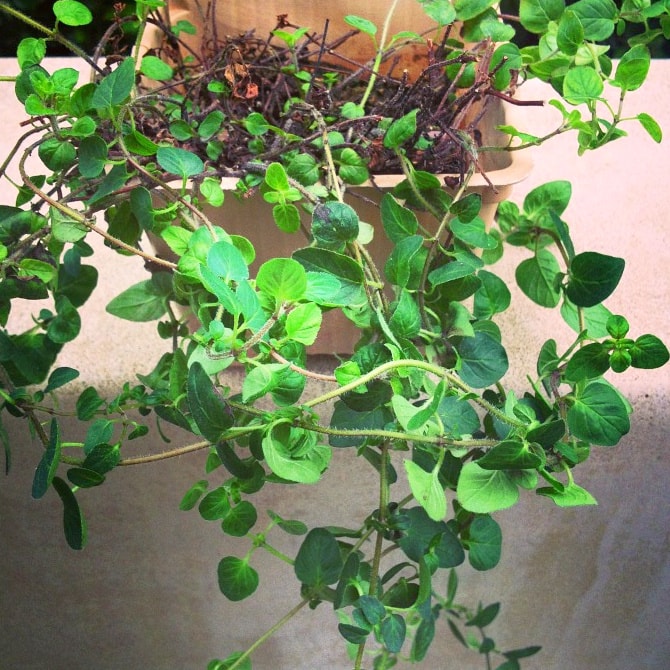 Green leafy oregano plant growing in a beige planter