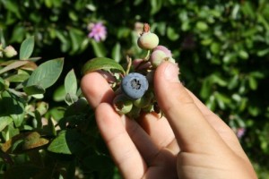 Blueberries in my backyard on Shockingly Delicious