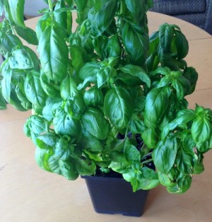 Basil in pot on Shockingly Delicious