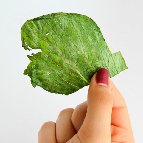 Baby Bok Choy Chips | ShockinglyDelicious.com