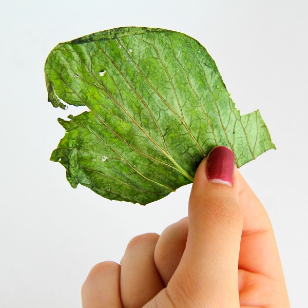 Fingers hold a single baby bok choy chips against a white background on ShockinglyDelicious.com